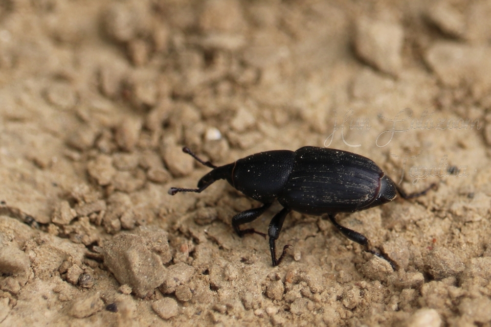 Sphenophorus