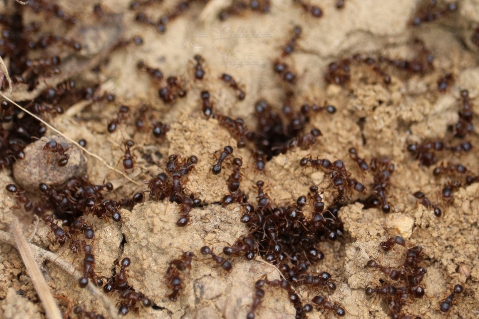 Tetramorium