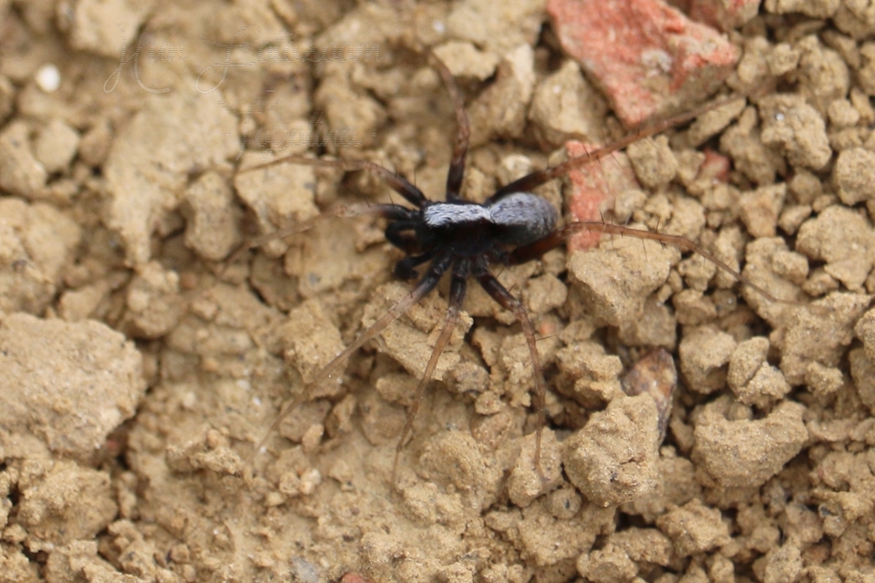 Pardosa alacris/lugubris