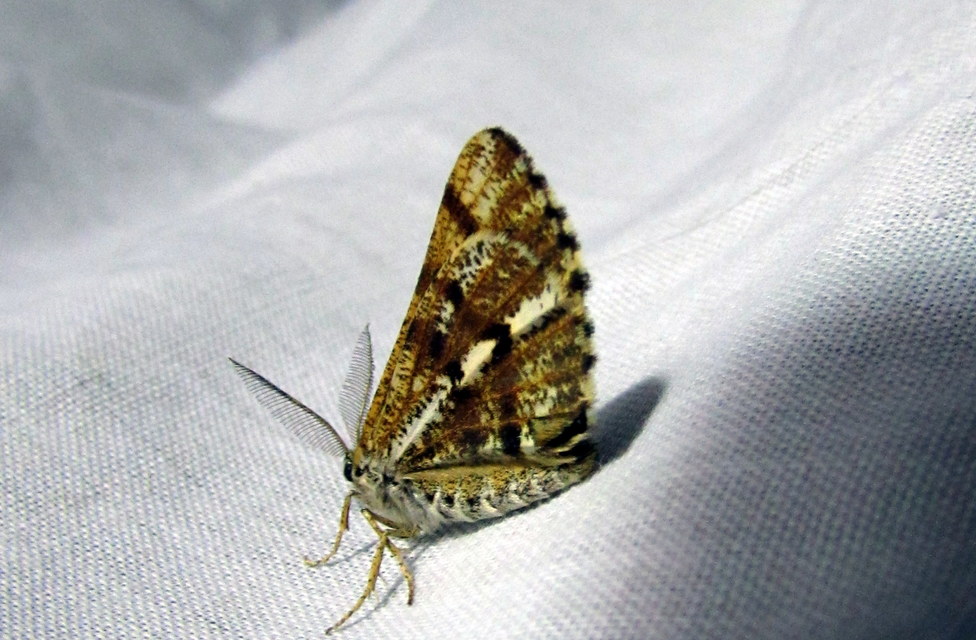 Bupalus piniaria - fenyőaraszoló