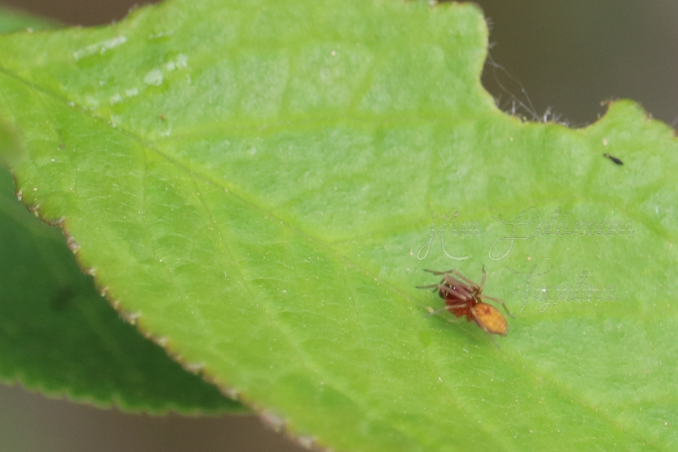 Nigma flavescens - vöröslő hamvaspók