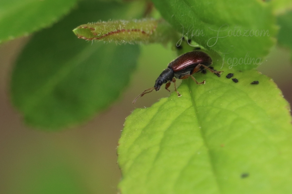Phyllobius oblongus - közönséges levélormányos