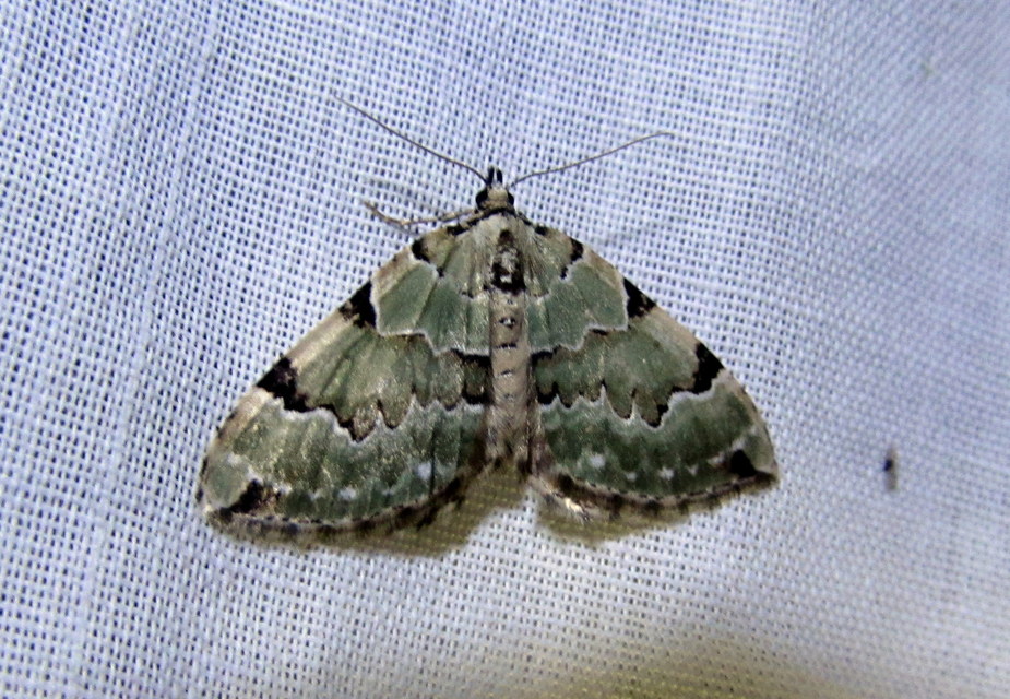 Colostygia pectinataria - zöld levélaraszoló