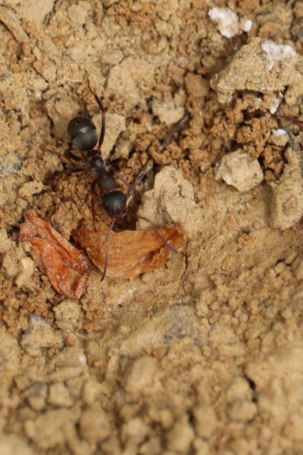 Formica cunicularia - gyakori rabszolgahangya