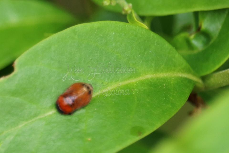 Penthimia nigra - fekete kabóca
