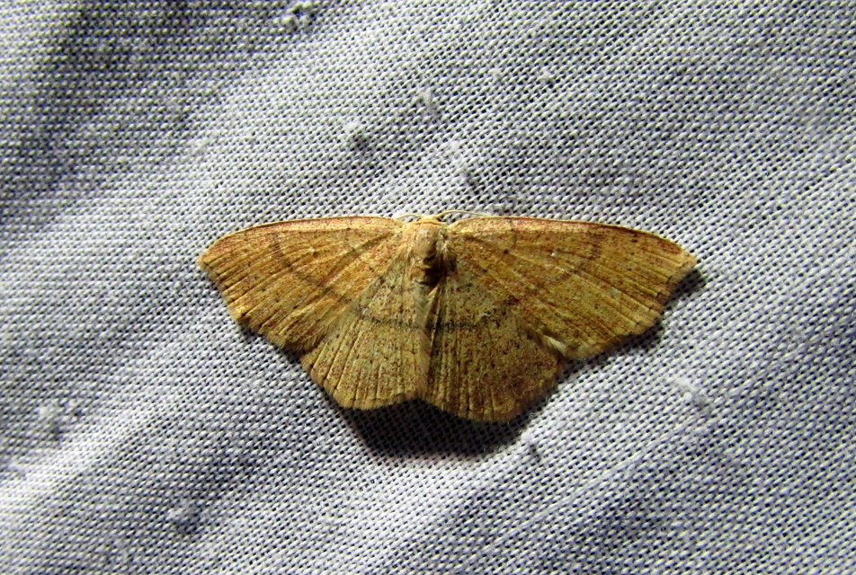 Cyclophora ruficiliaria - vörösrojtú pettyesaraszoló