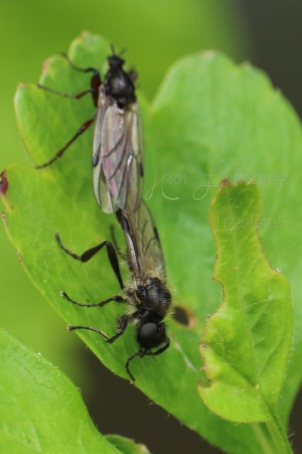 Bibionidae - bársonylegyek