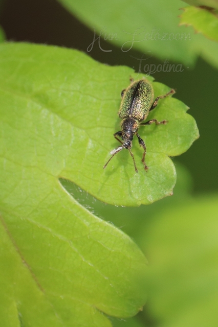 Phyllobius betulinus - változékony levélormányos