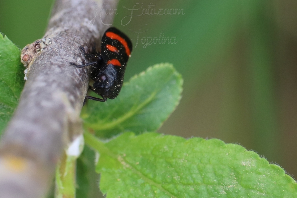 Cercopis