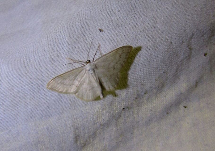 Scopula floslactata - tejfehér sávosaraszoló
