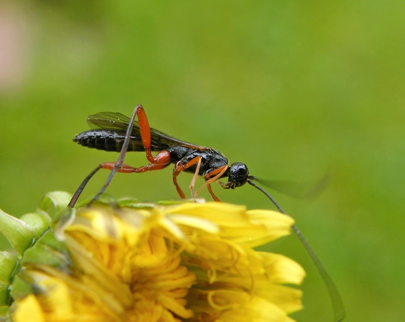 Hymenoptera - Hártyásszárnyúak