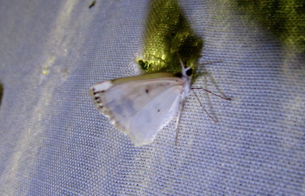 Lomographa temerata - foltos fehéraraszoló