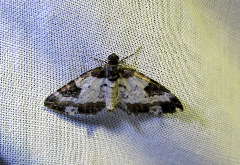 Melanthia procellata - hullámos tarkaaraszoló