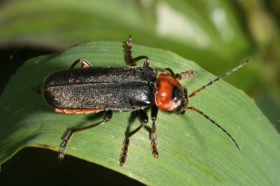 Cantharis fusca - közönséges lágybogár
