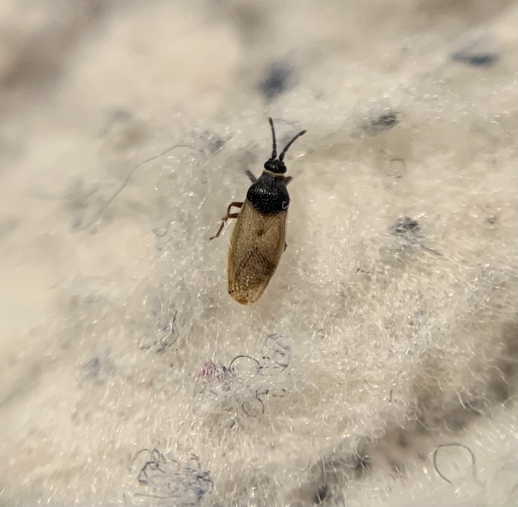 Agramma confusum - sziki csipkéspoloska