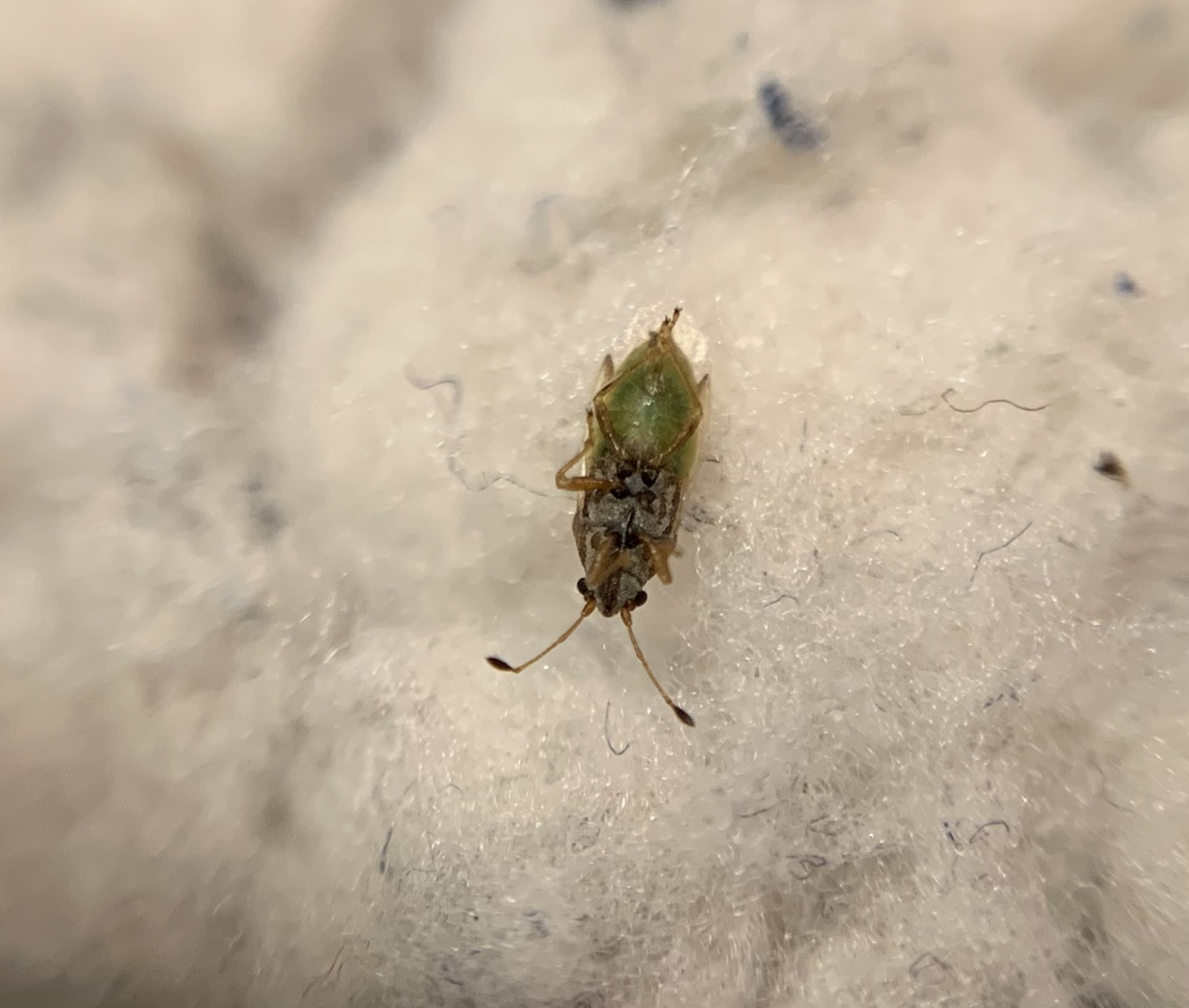 Cymus claviculus - közönséges rétibodobács