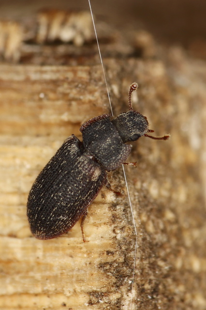 Colobicus hirtus - szegélyes héjbogár