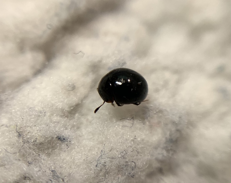 Cyrtoplastus seriepunctatus Cyrtoplastus seriepunctatus