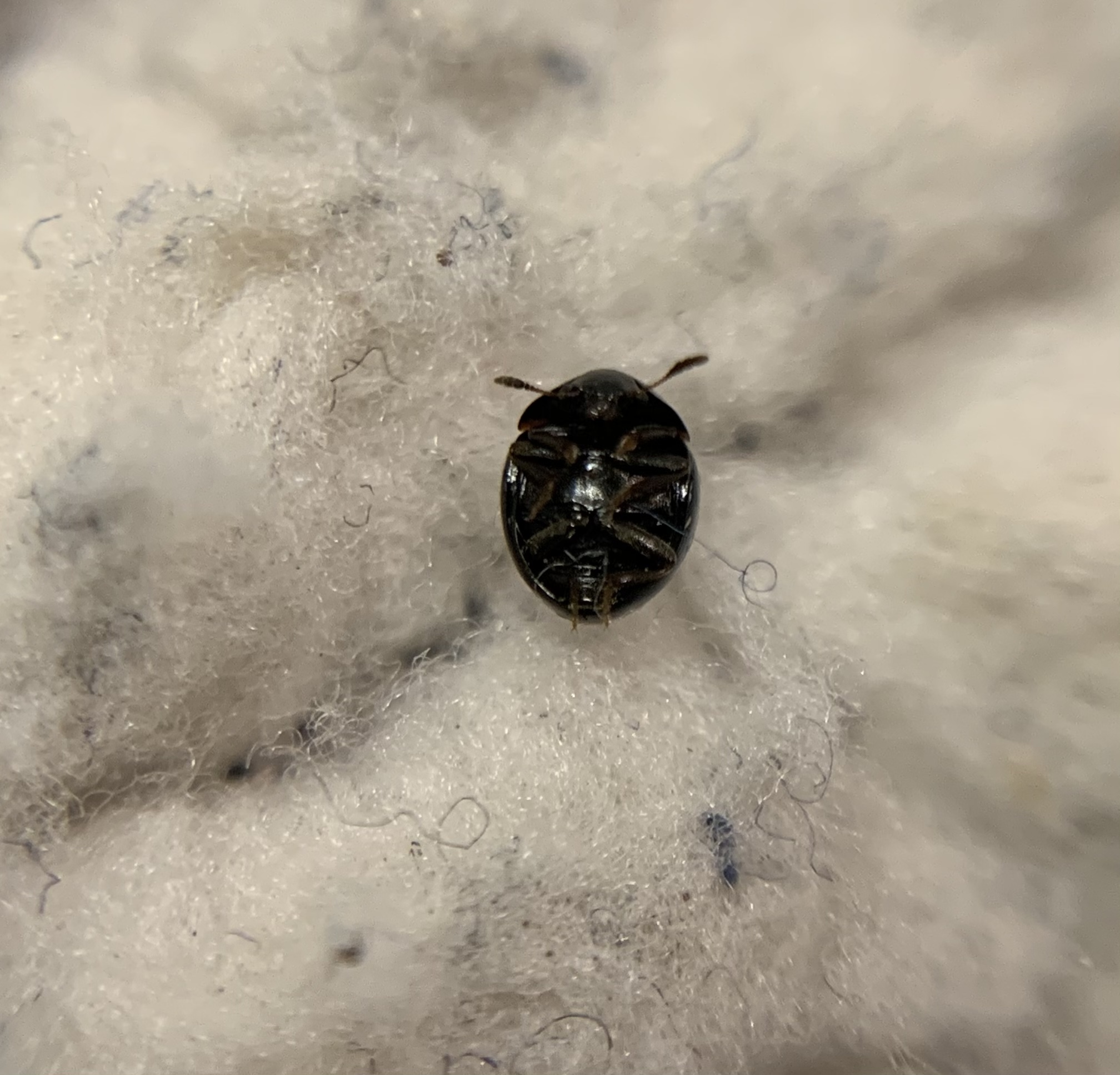 Cyrtoplastus seriepunctatus