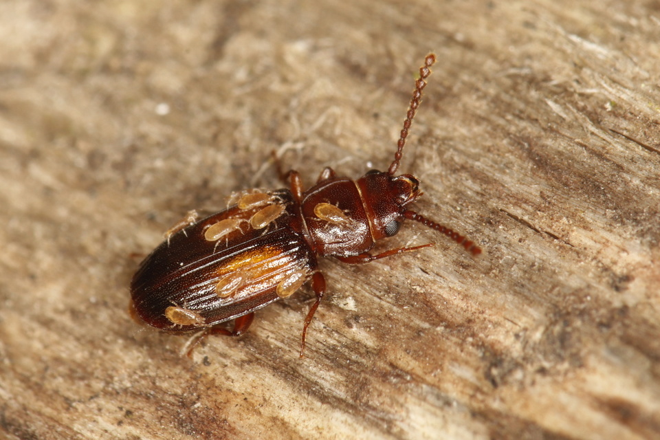 Laemophloeus monilis - nagyfoltú szegélyeslapbogár