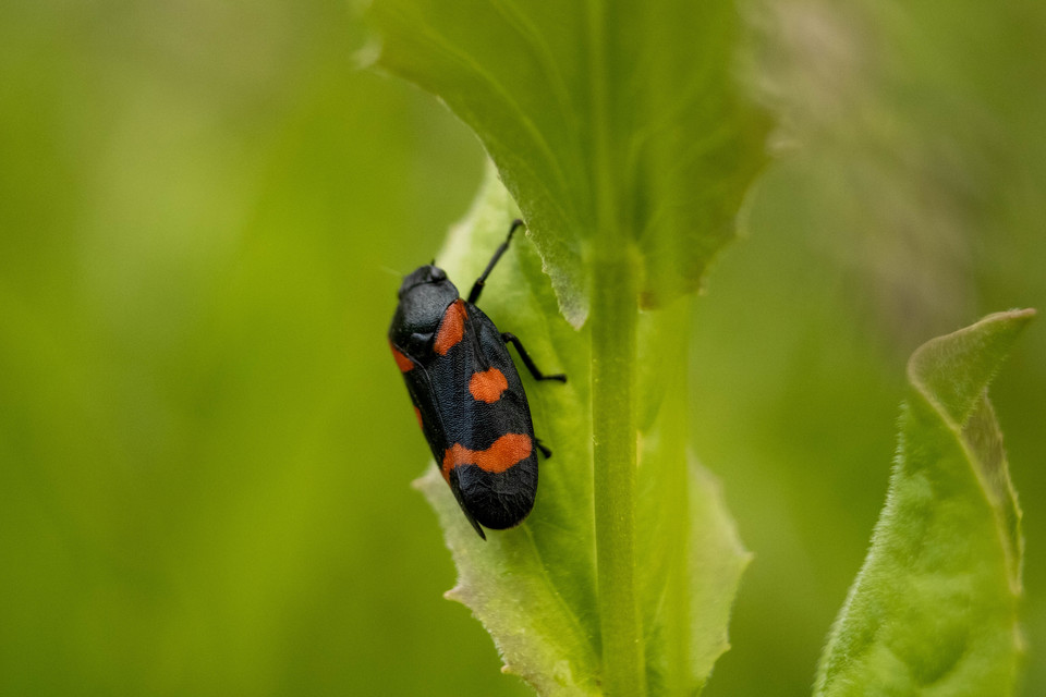 Cercopis