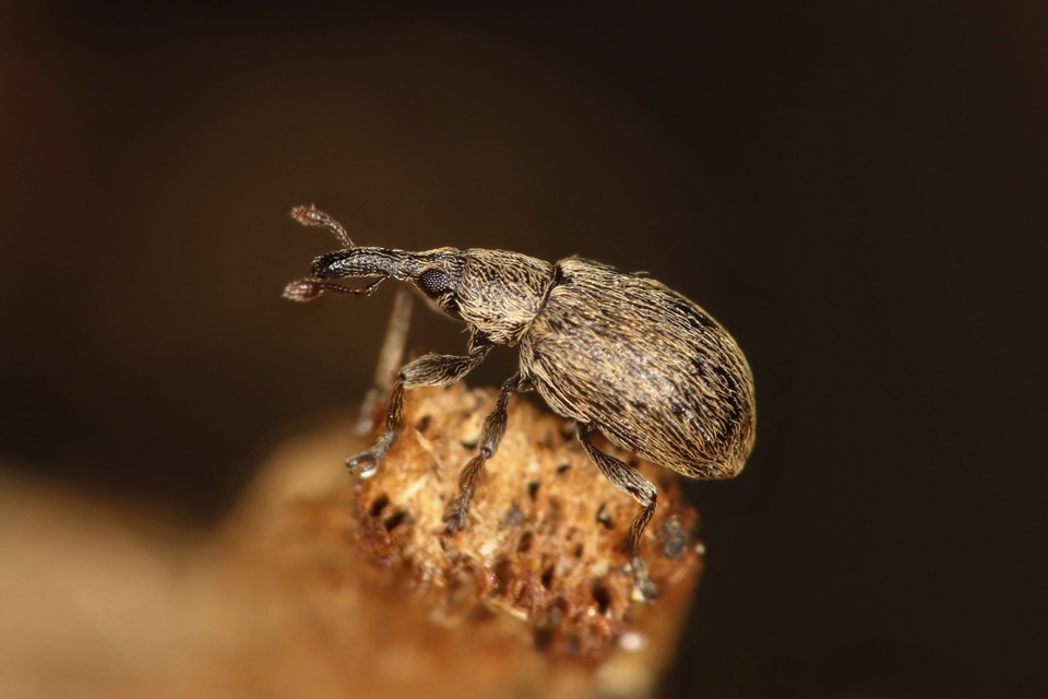 Trichopterapion holosericeum - gyertyánmag-cickányormányos Trichopterapion holosericeum - gyertyánmag-cickányormányos