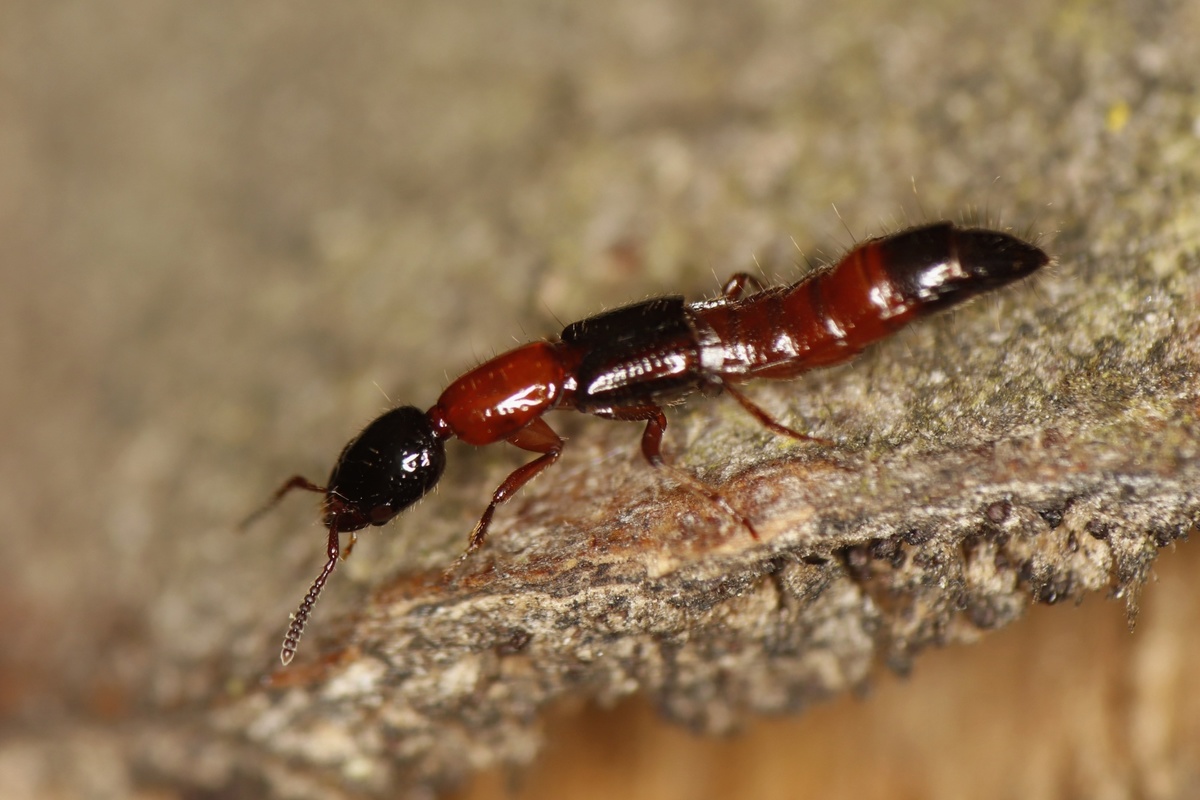 Xantholinus decorus - díszes rovátkásholyva