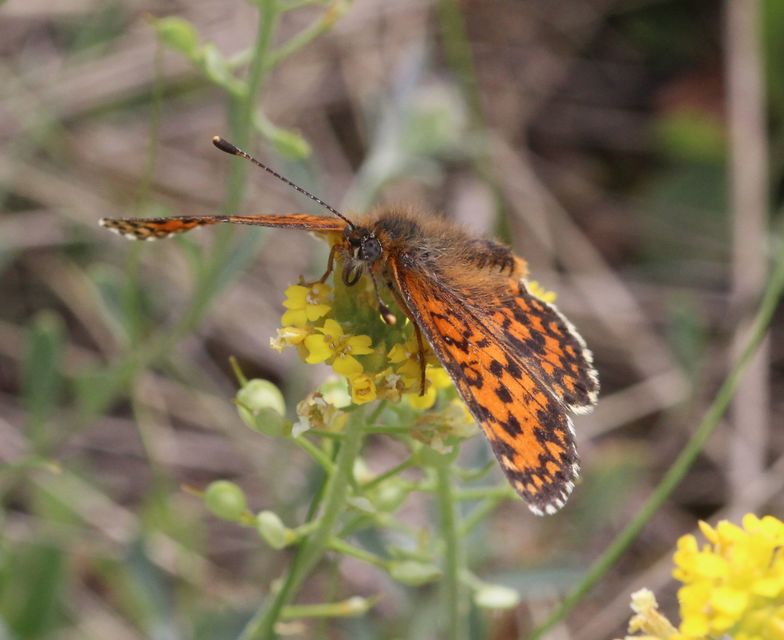 Melitaea trivia - kis tarkalepke