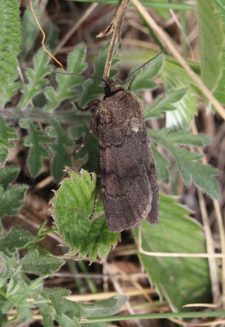 Agrotis cinerea - szürkés földibagoly