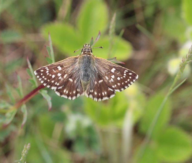 Spialia orbifer - törpe busalepke
