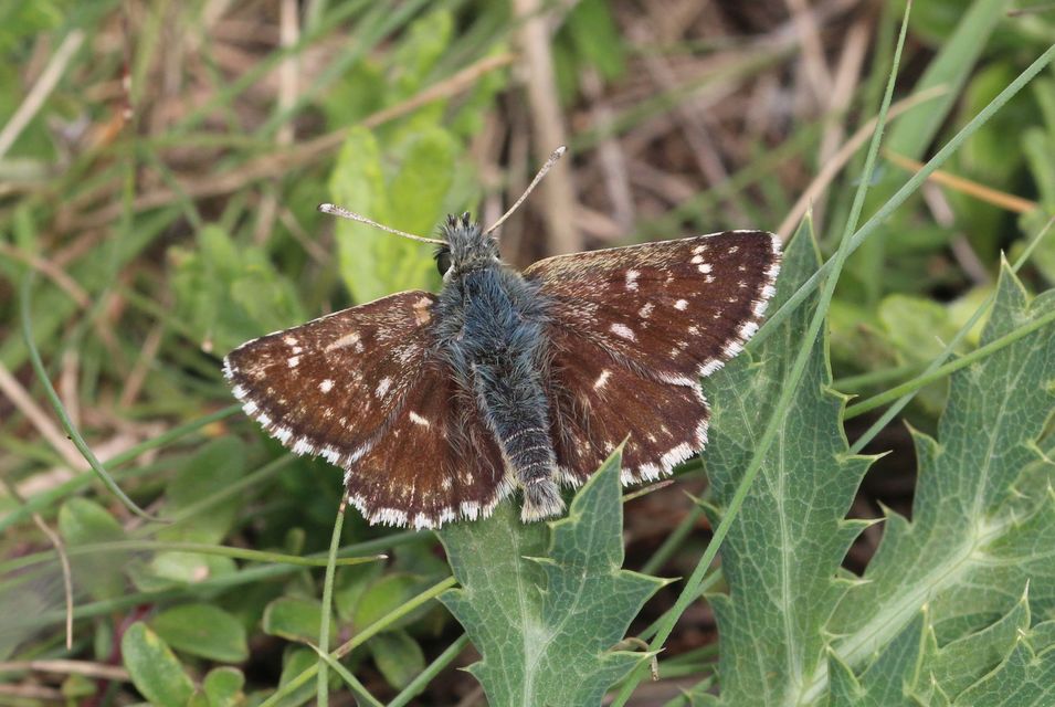 Spialia orbifer - törpe busalepke
