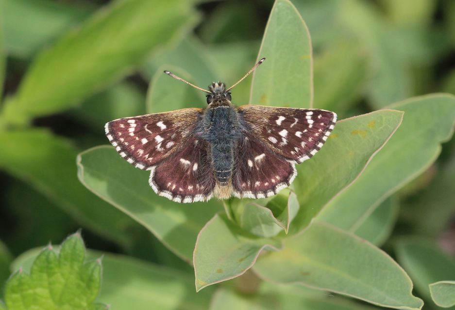Spialia orbifer - törpe busalepke