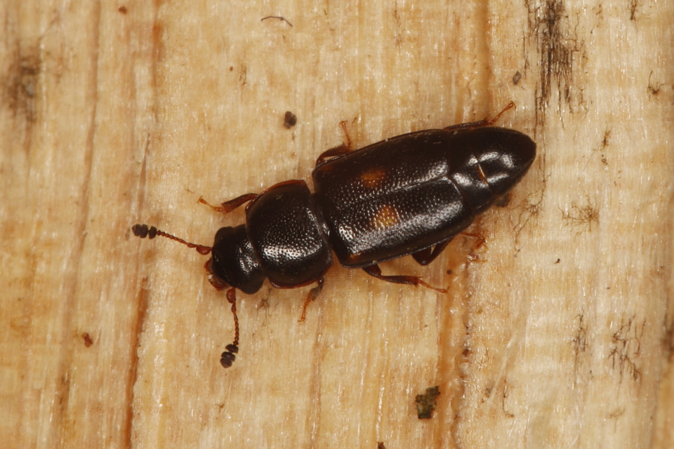 Carpophilus sexpustulatus - hatjegyes gyümölcs-fénybogár Carpophilus sexpustulatus - hatjegyes gyümölcs-fénybogár