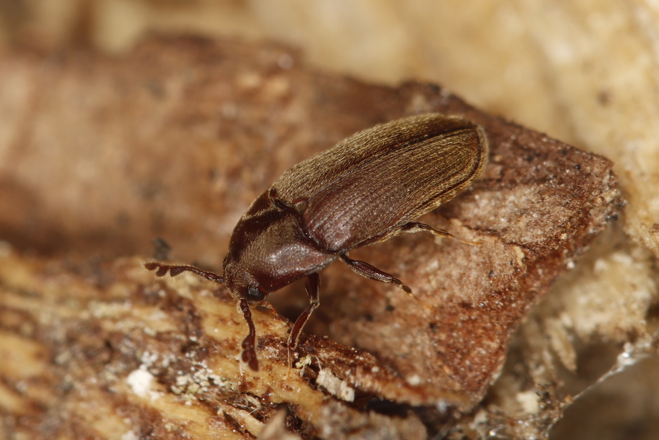 Throscidae - merevbogárfélék