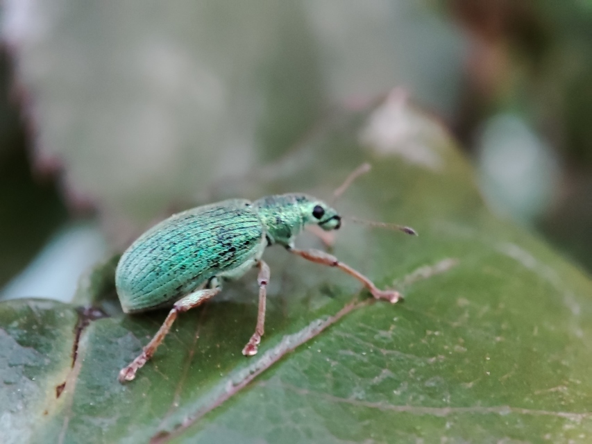 Polydrusus corruscus - kecskefűz-lombormányos