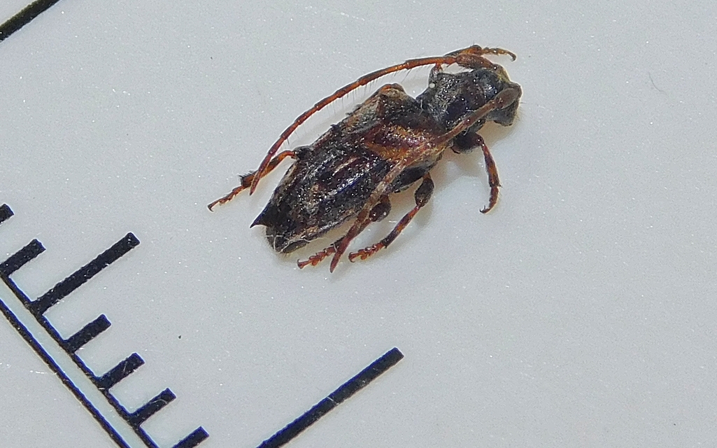 Pogonocherus hispidus - kéttövises ecsetcincér