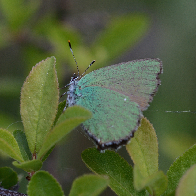 Callophrys rubi - zöldfonákú lepke