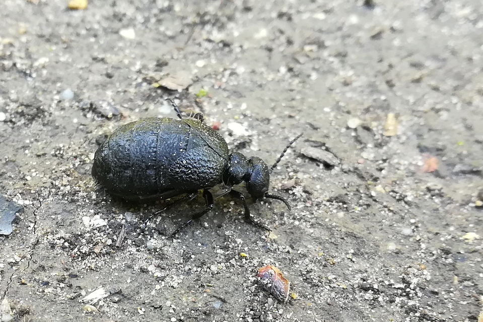 Meloe rugosus - ráncos nünüke