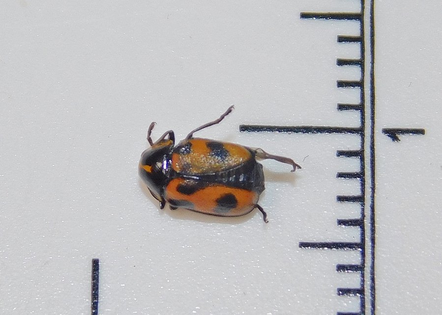 Cryptocephalus octopunctatus - 8-pettyes zömökbogár
