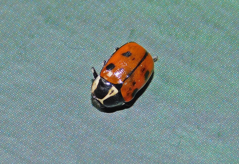 Cryptocephalus octopunctatus - 8-pettyes zömökbogár