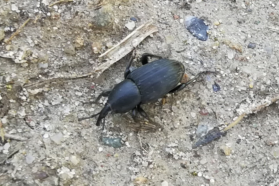 Sphenophorus piceus - sziki zsuzsok