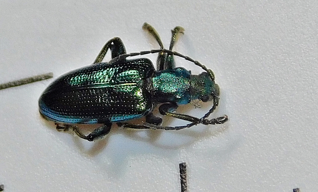 Plateumaris sericea - selymes nádbogár