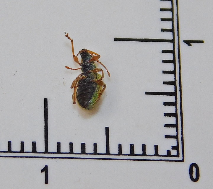 Polydrusus pterygomalis - púposfejű lombormányos