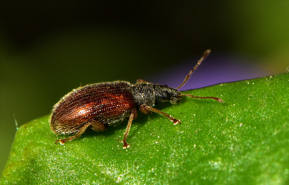 Phyllobius oblongus - közönséges levélormányos