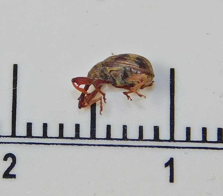 Anthonomus rectirostris - meggymaglikasztó