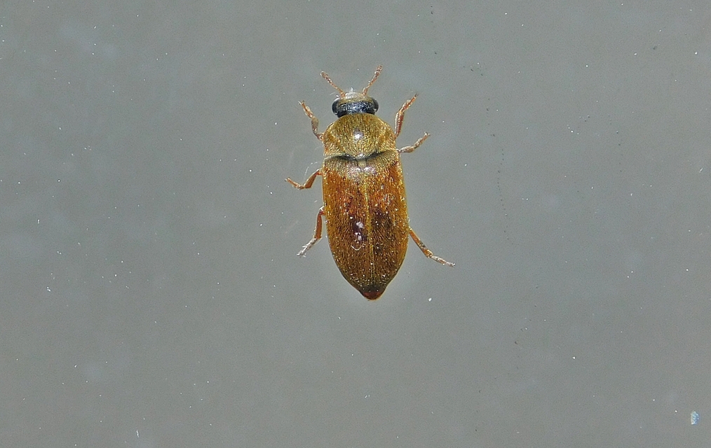 Byturus ochraceus - gyömbérgyökérbogár