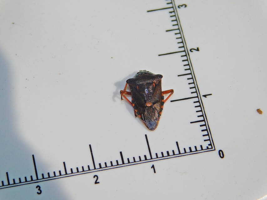 Pinthaeus sanguinipes Pinthaeus sanguinipes