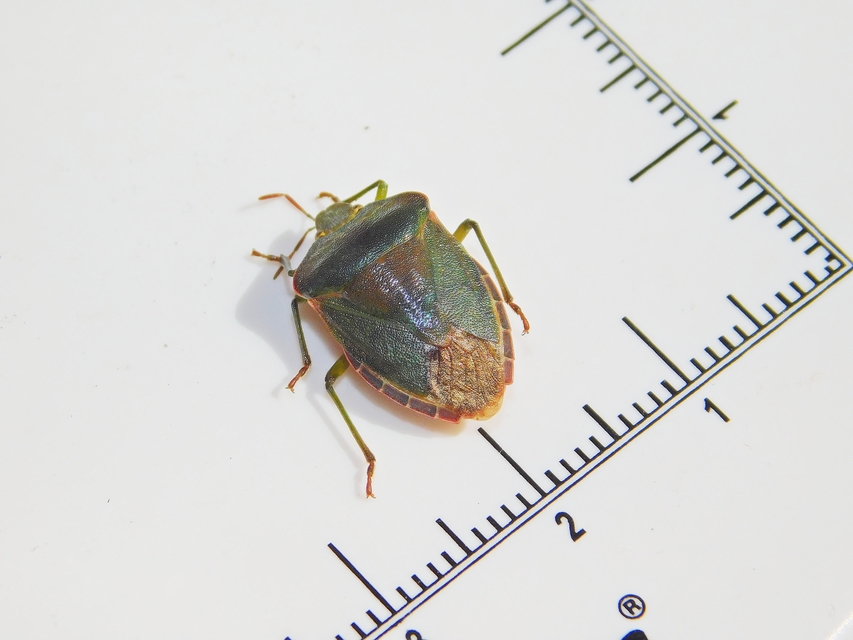 Palomena prasina - zöld bogyómászó-poloska Palomena prasina - zöld bogyómászó-poloska