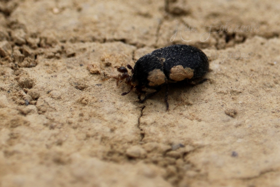 Dermestes laniarius - gyászos porva