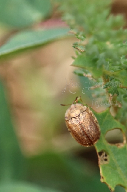 Hypocassida